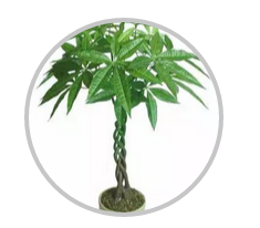 綠植搭配也有講究！